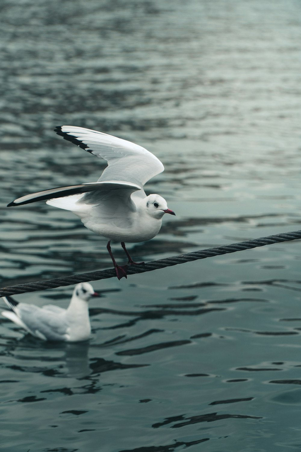 white gull perched on black metal bar during daytime