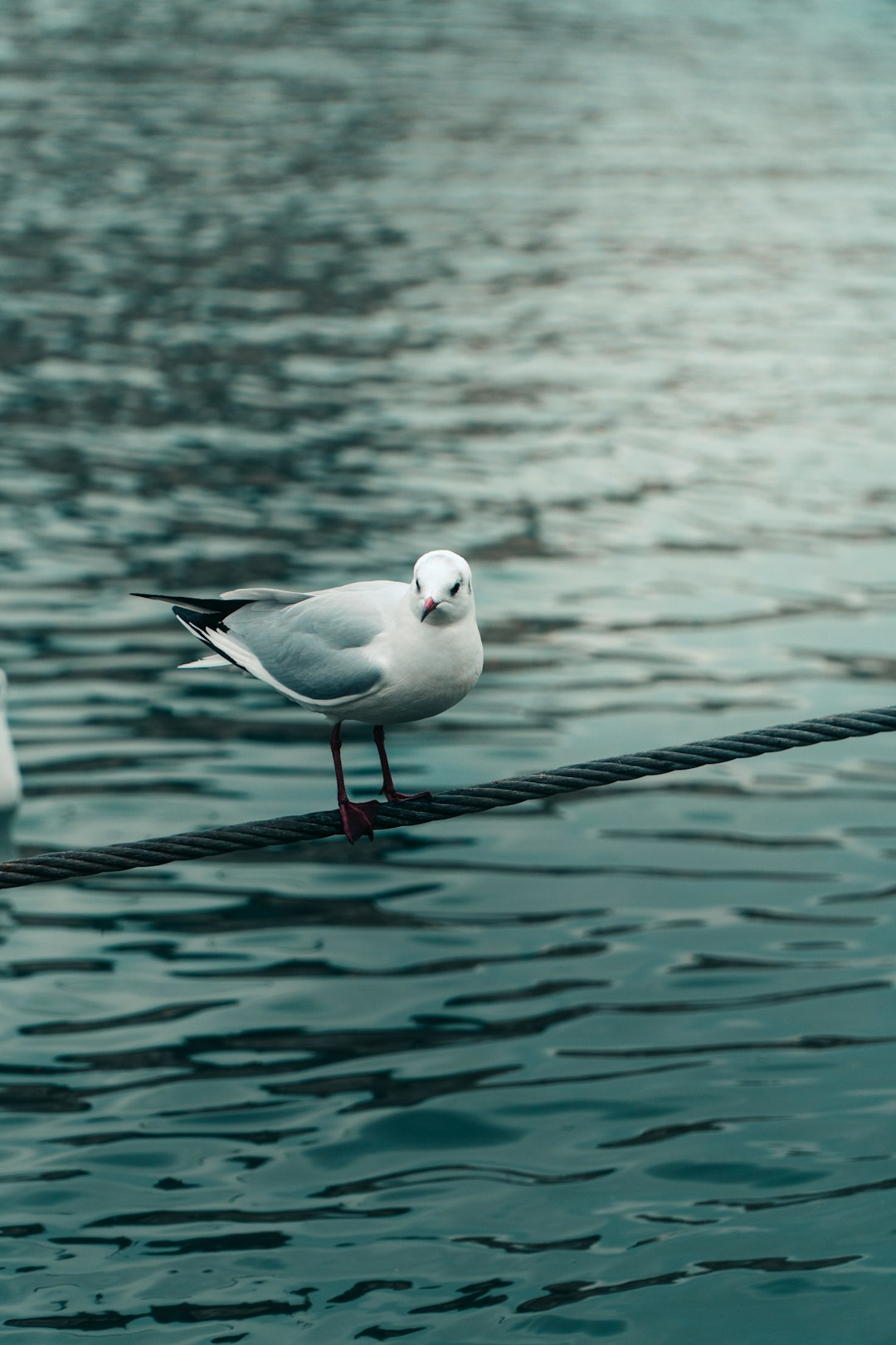 white and black bird on black metal bar