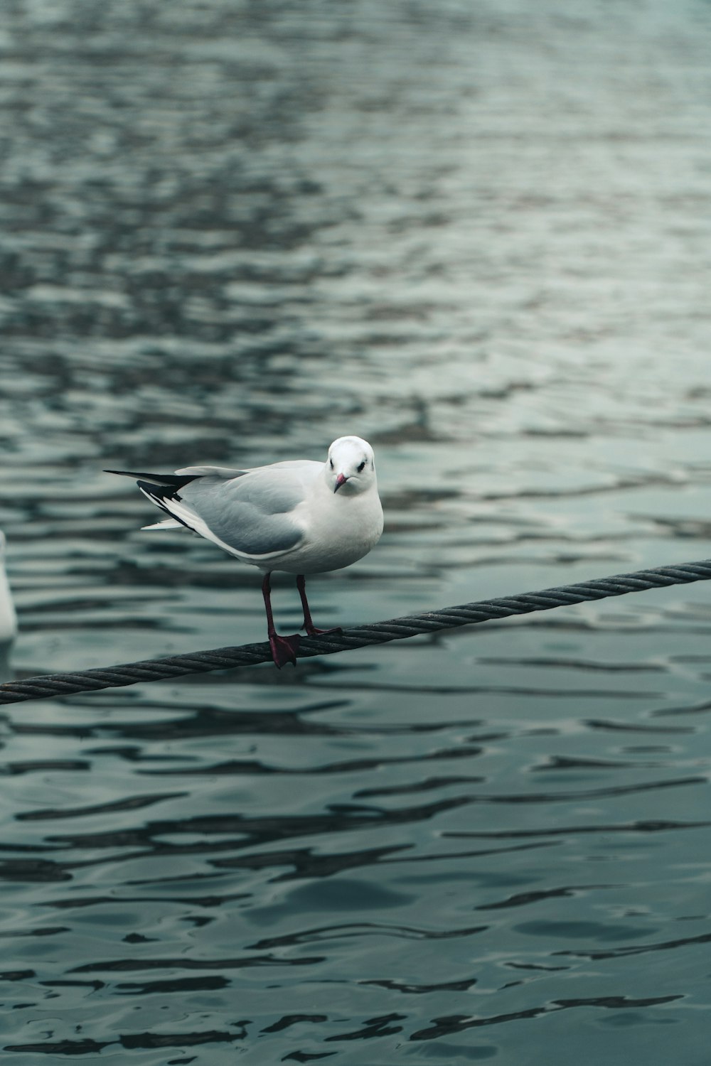 white and black bird on black metal bar