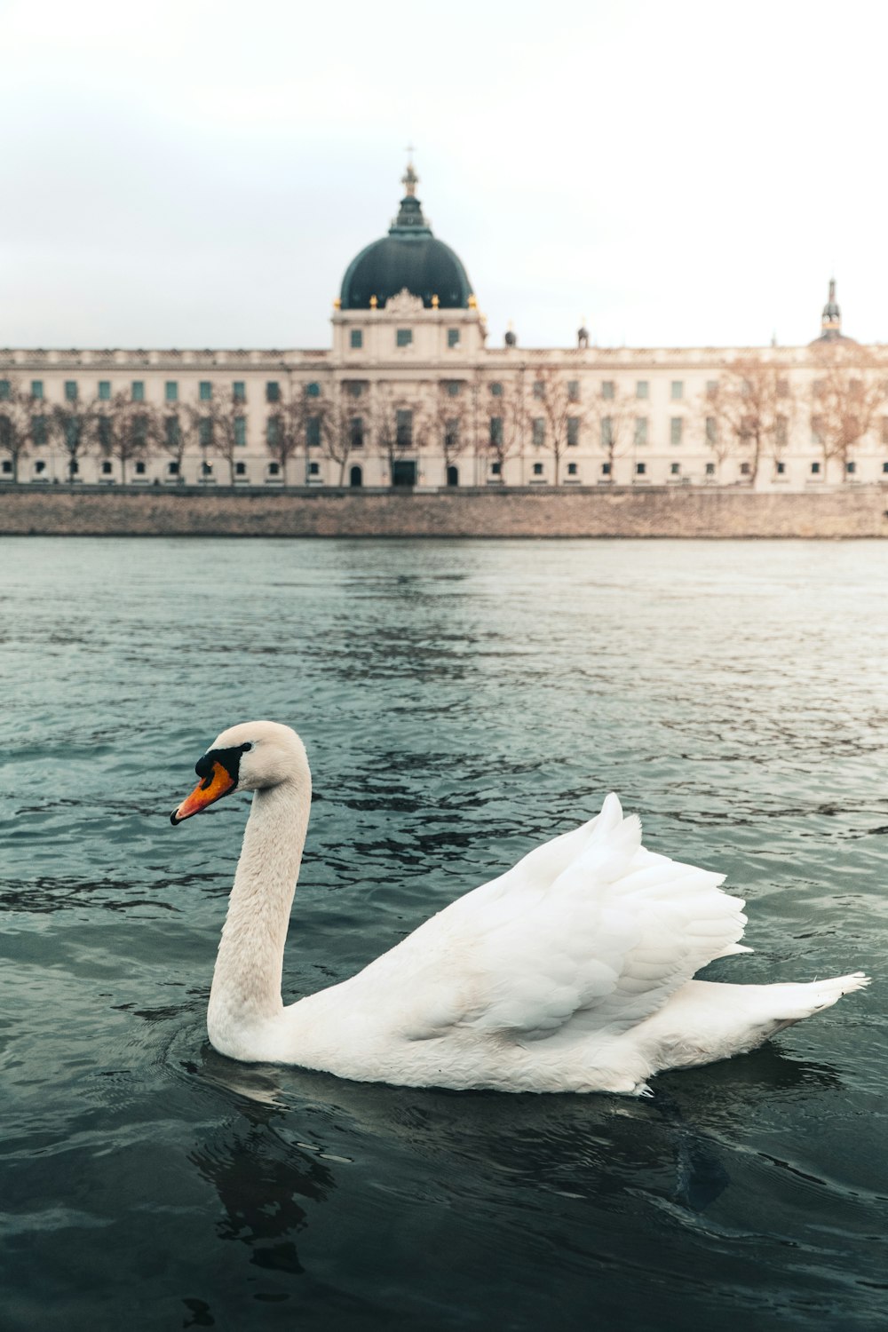 white swan on water during daytime