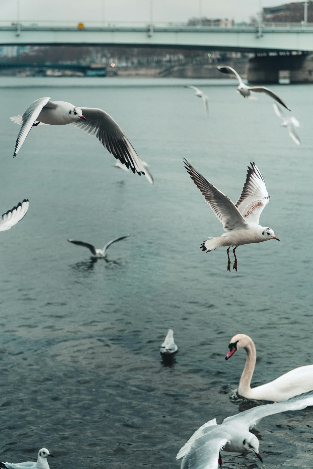 Oiseaux blancs et noirs volant au-dessus de la mer pendant la journée