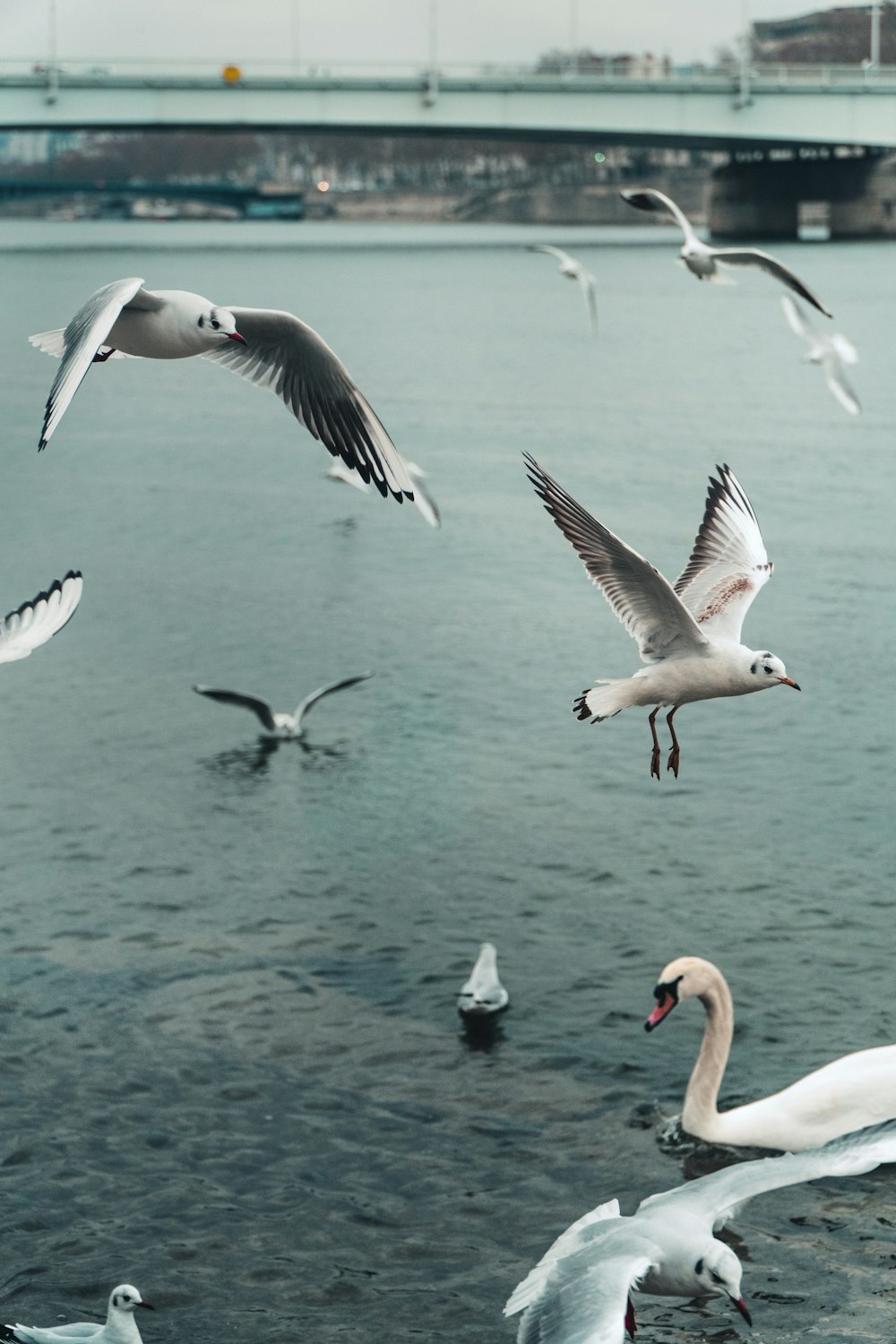 white and black birds flying over the sea during daytime