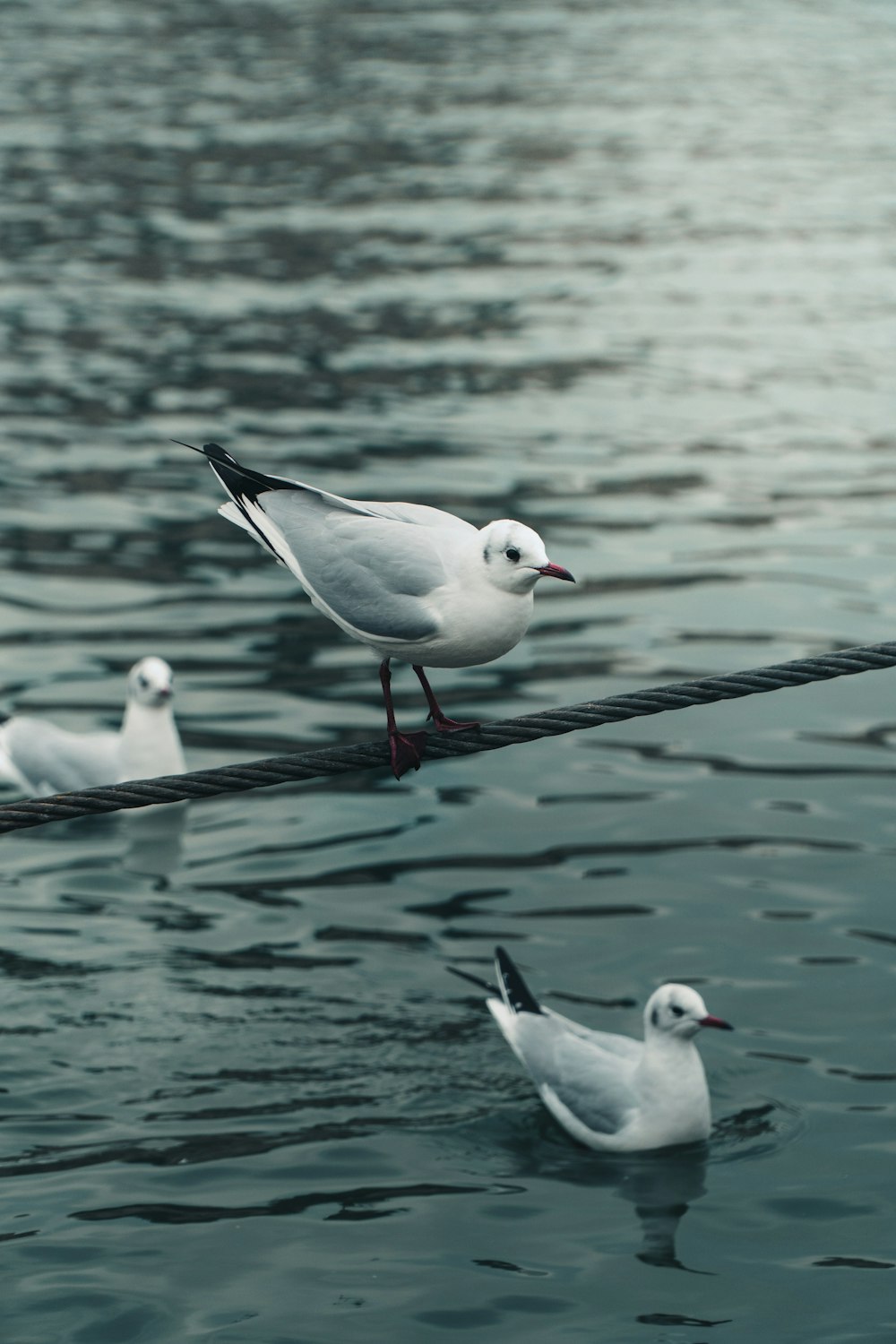 oiseaux blancs et noirs sur le plan d’eau pendant la journée