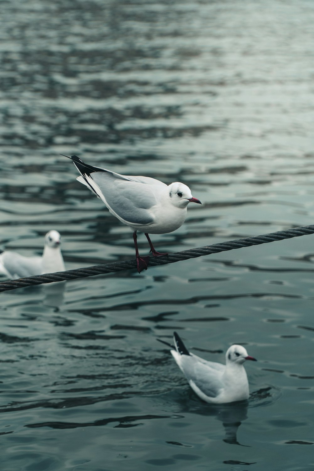 white and black birds on body of water during daytime