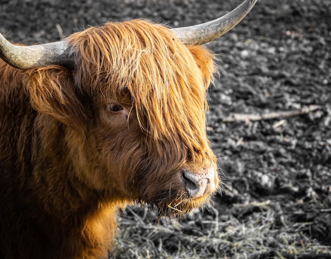 brown cow on gray soil