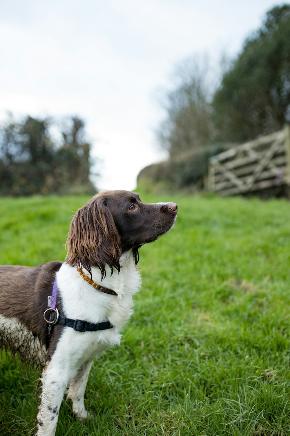 brown and white short coated dog on green grass field during daytime