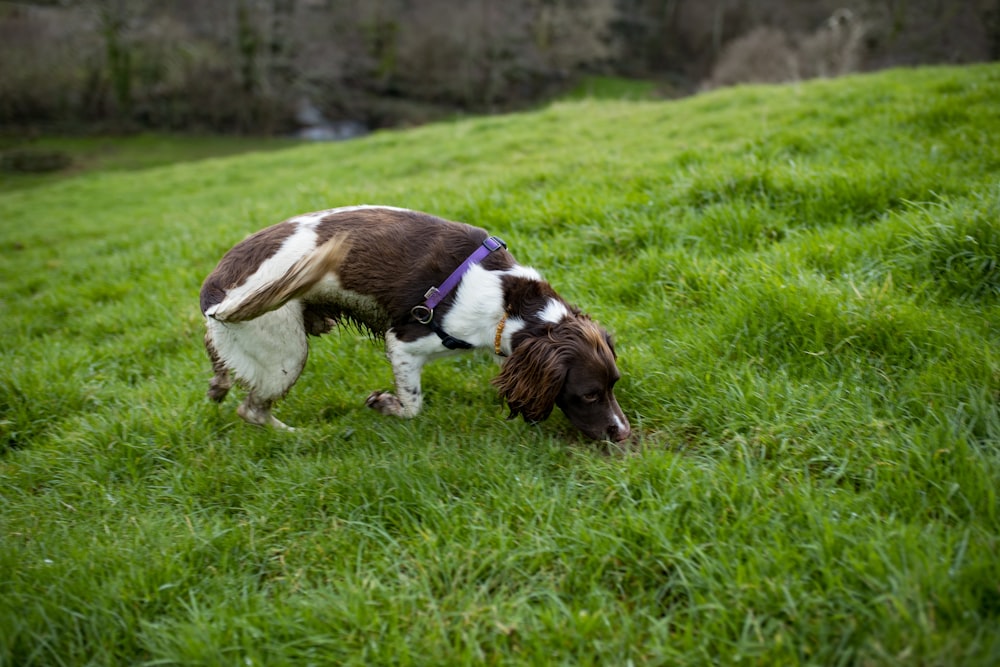 brown and white short coated dog running on green grass field during daytime