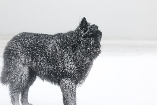 A majestic polar white giant schnauzer standing proudly in a snowy landscape.