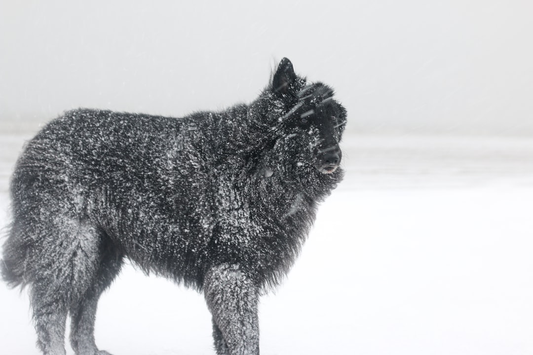 black wolf on snow covered ground