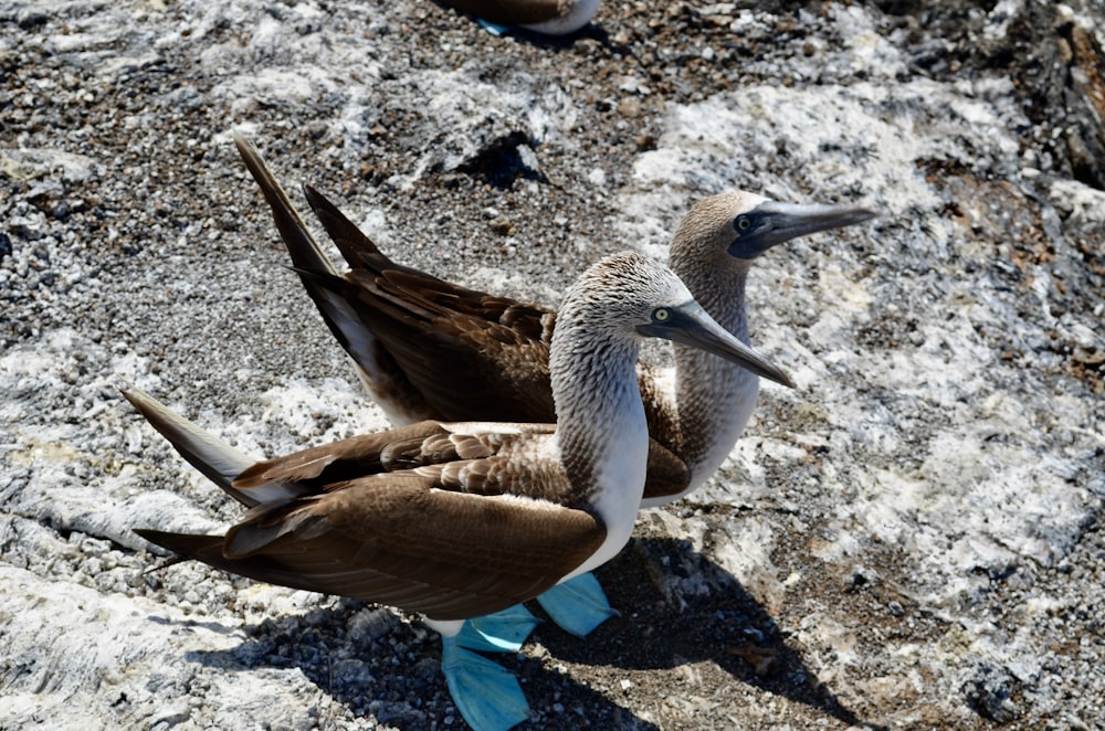 brown and white bird on gray sand during daytime