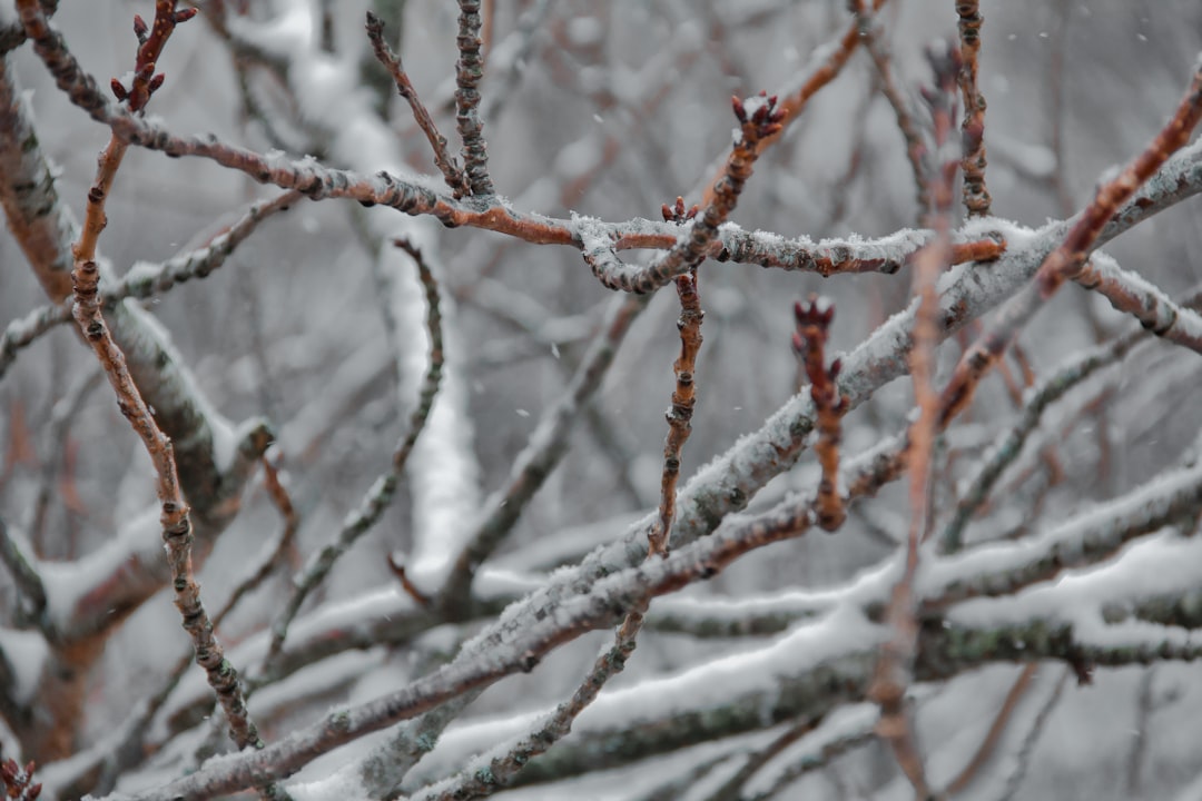 snow covered tree branch during daytime