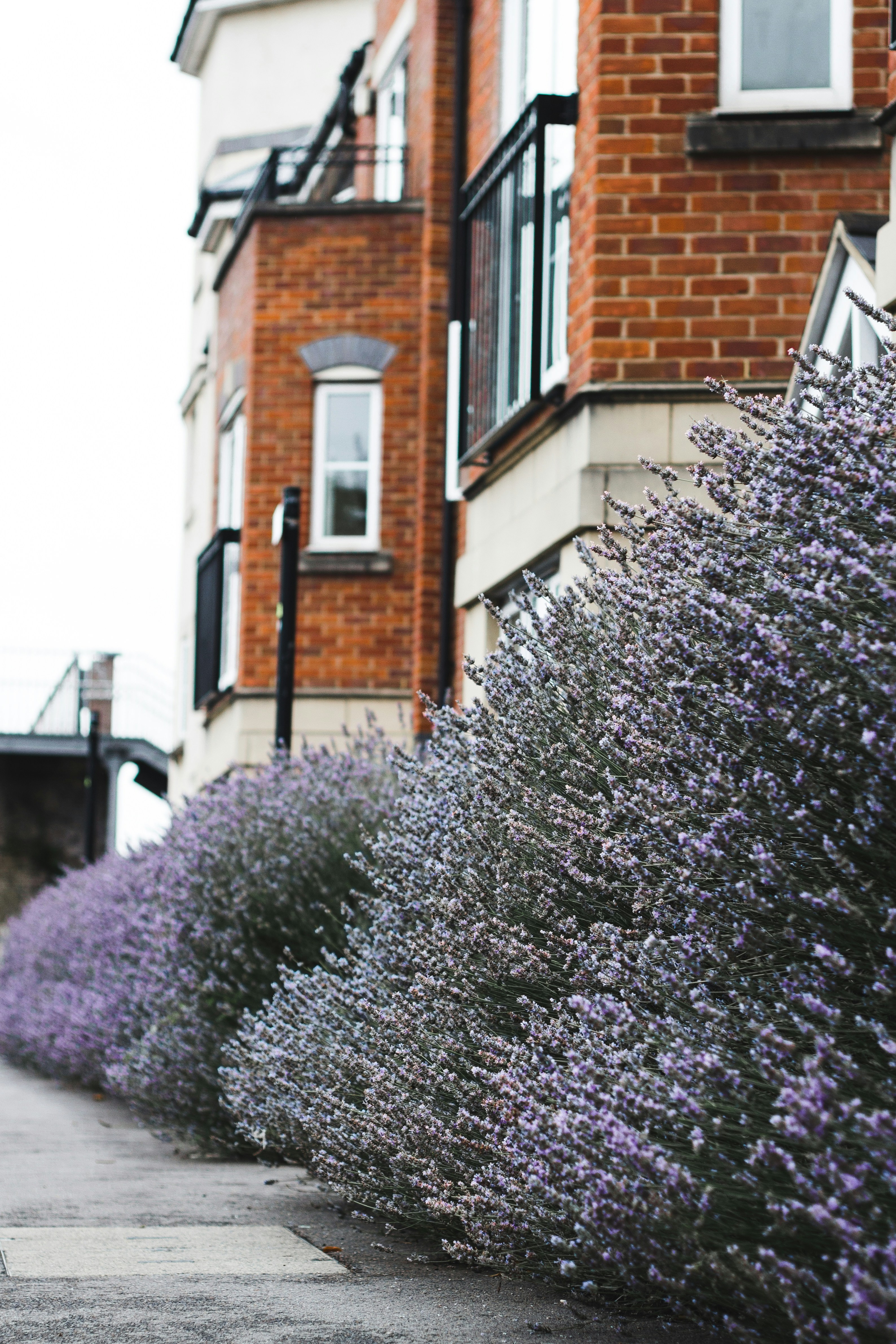 Drought-Tolerant Lavender for a Serene Ambiance