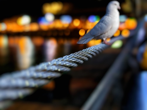 A pigeon is perched on a thick, twisted metal wire, with a background featuring bright, colorful bokeh lights, possibly from a distant cityscape. The focus is on the bird and the wire, while the lights create a warm and vibrant backdrop.