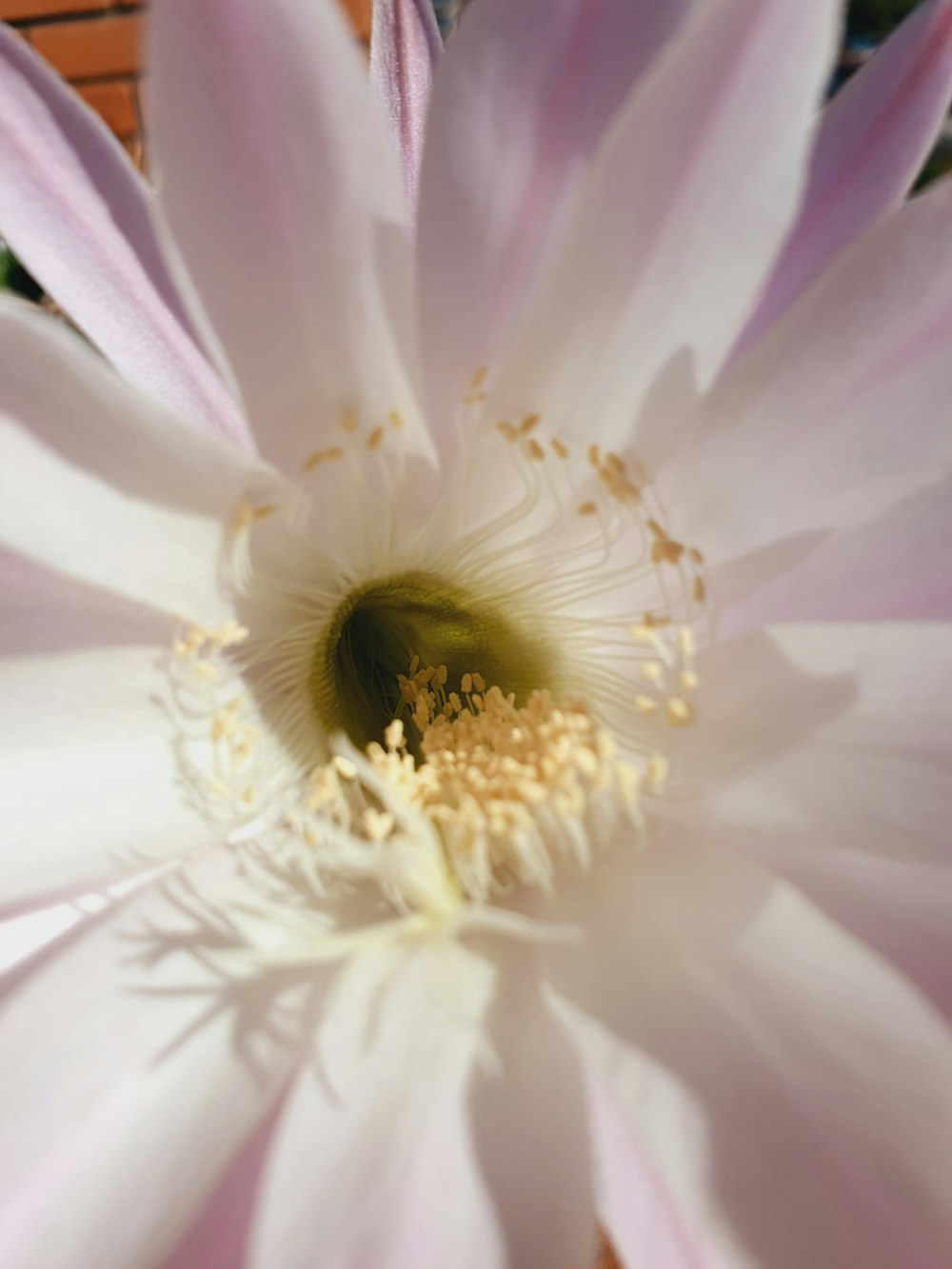 Flor blanca y morada en la fotografía macro