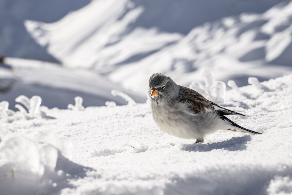 white and gray bird on snow covered ground during daytime