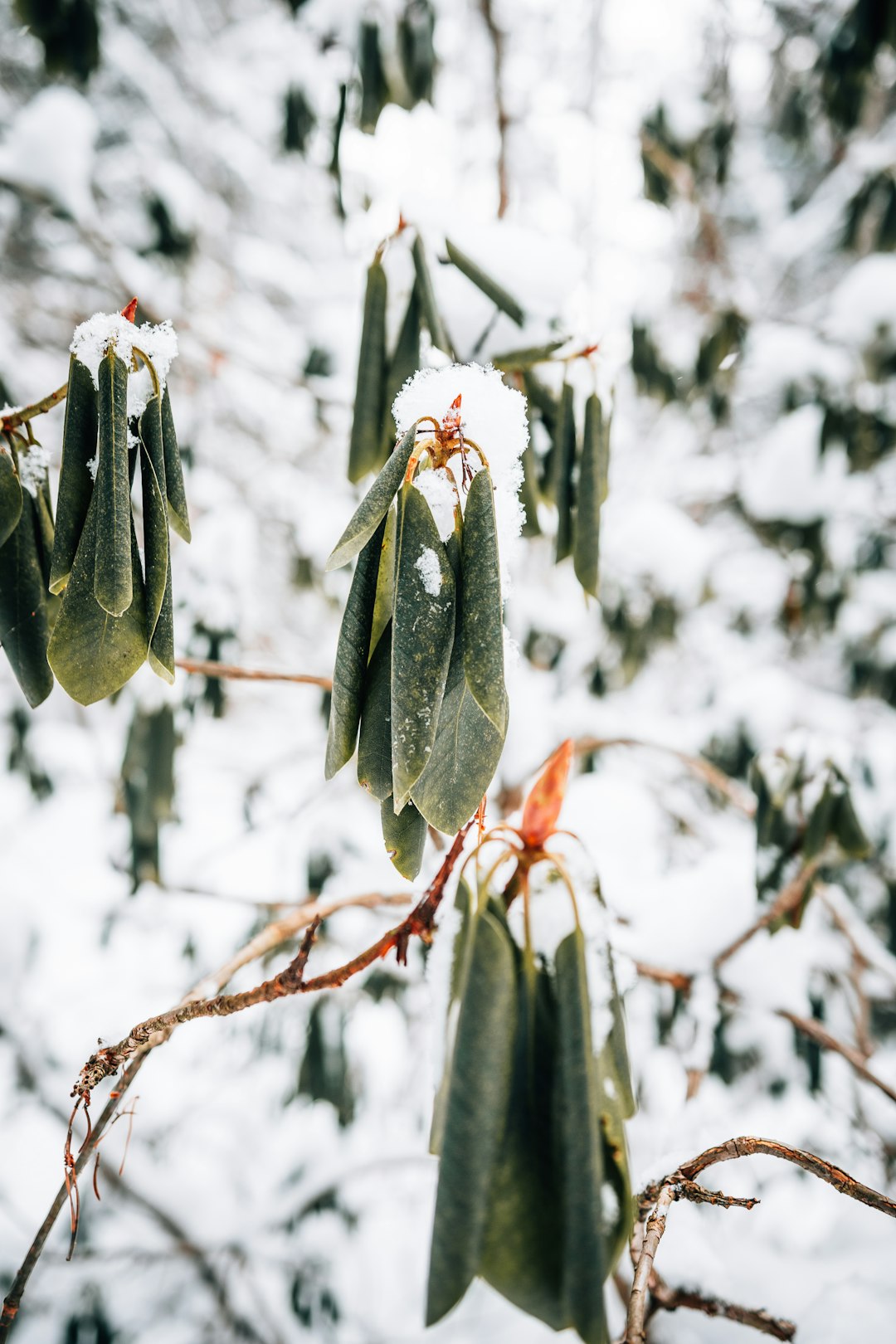 white and brown leaves covered with snow