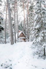 A cozy wooden cabin nestled among tall pine trees in a North Indian hill station.
