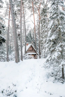 Cozy wooden cottage nestled among tall pine trees in Shivalik Valley.
