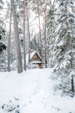 Cozy wooden cottage nestled among tall pine trees in Shivalik Valley.