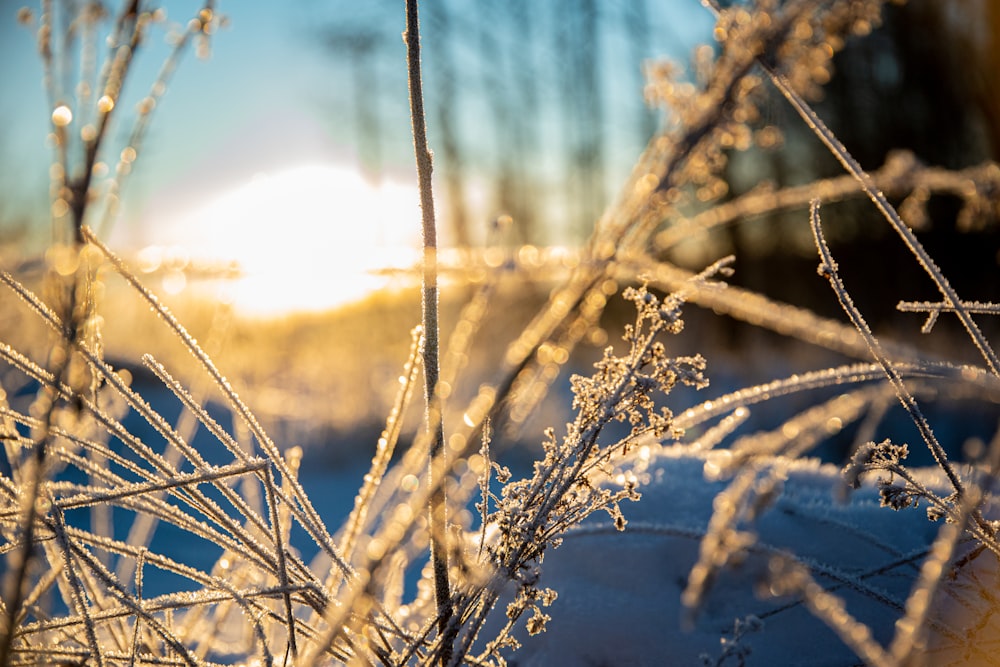 brown grass in close up photography