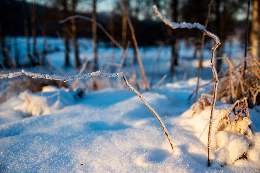 日中の雪に覆われた地面と木々