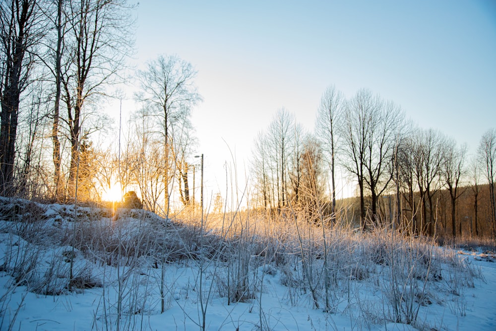 leafless trees on snow covered ground during daytime