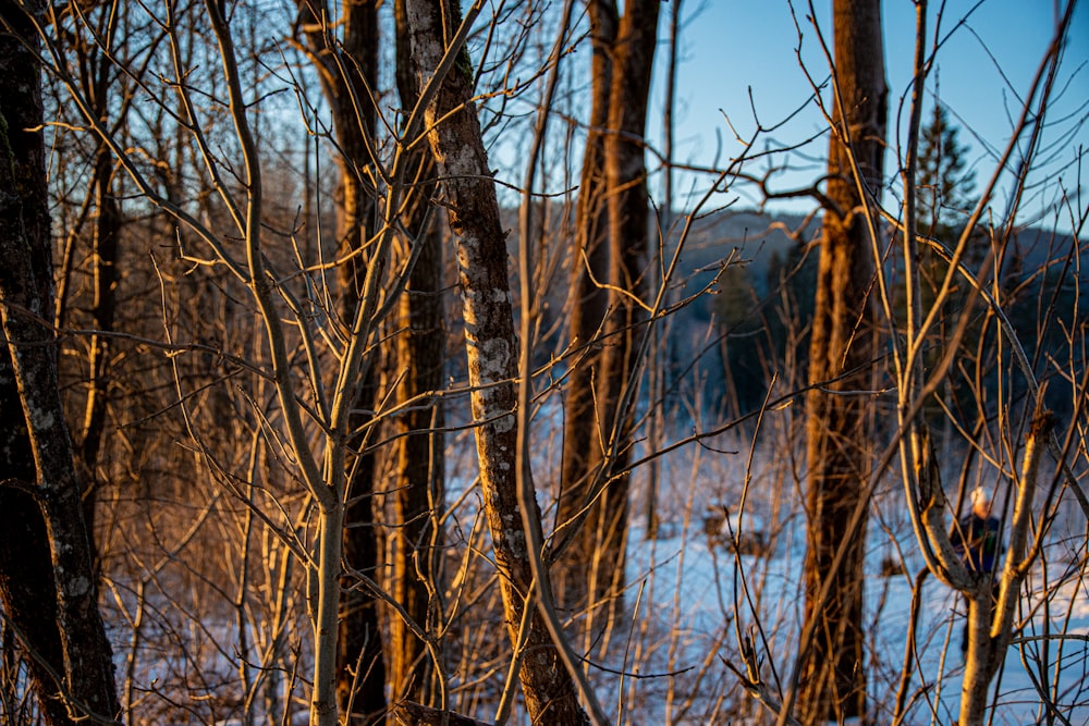 brown leafless tree near lake during daytime