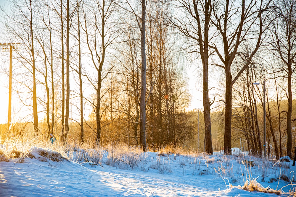 brown trees on snow covered ground during daytime