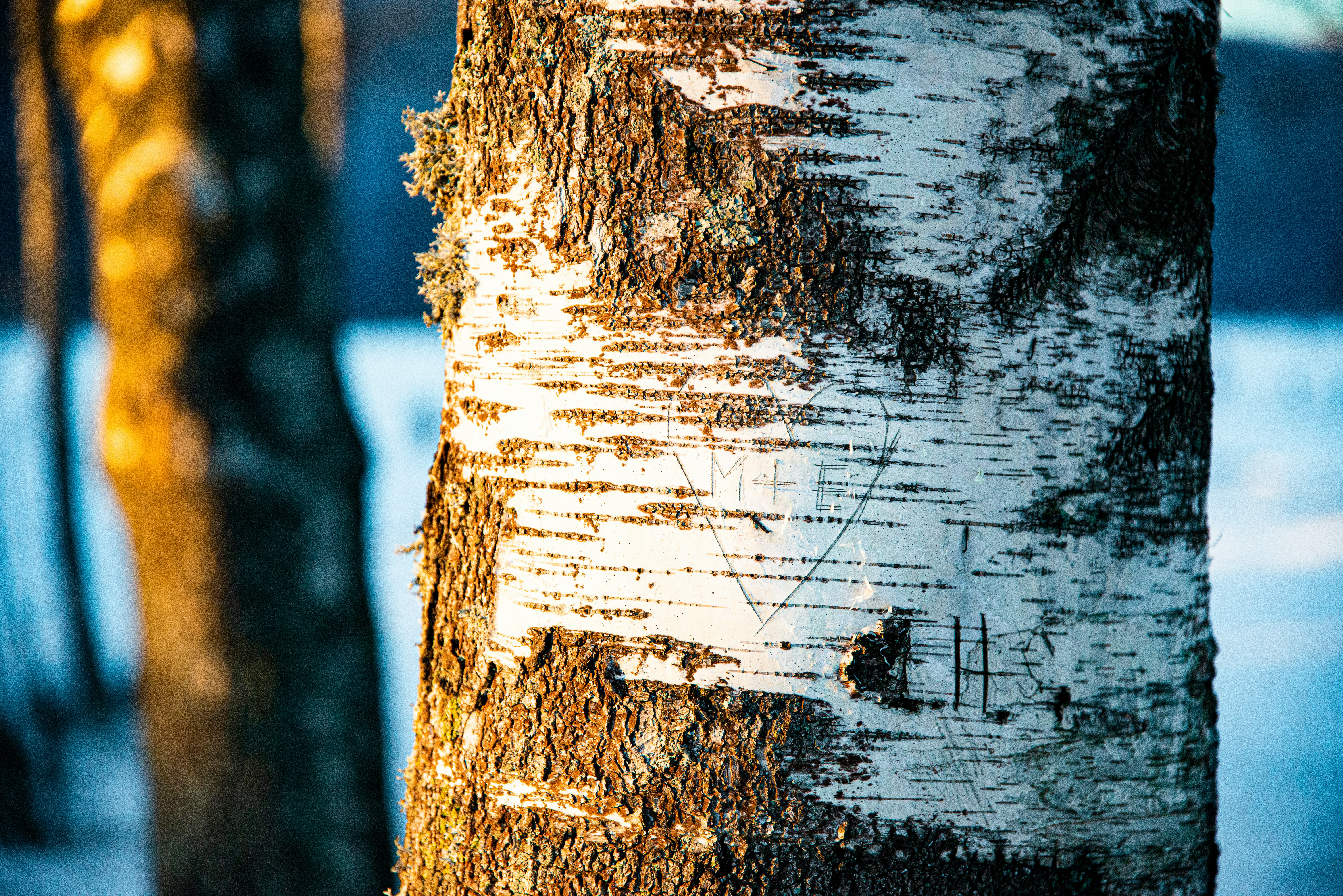 brown tree trunk with white snow