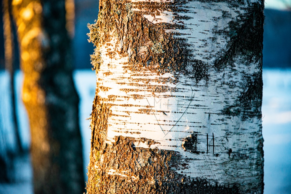 brown tree trunk with white snow