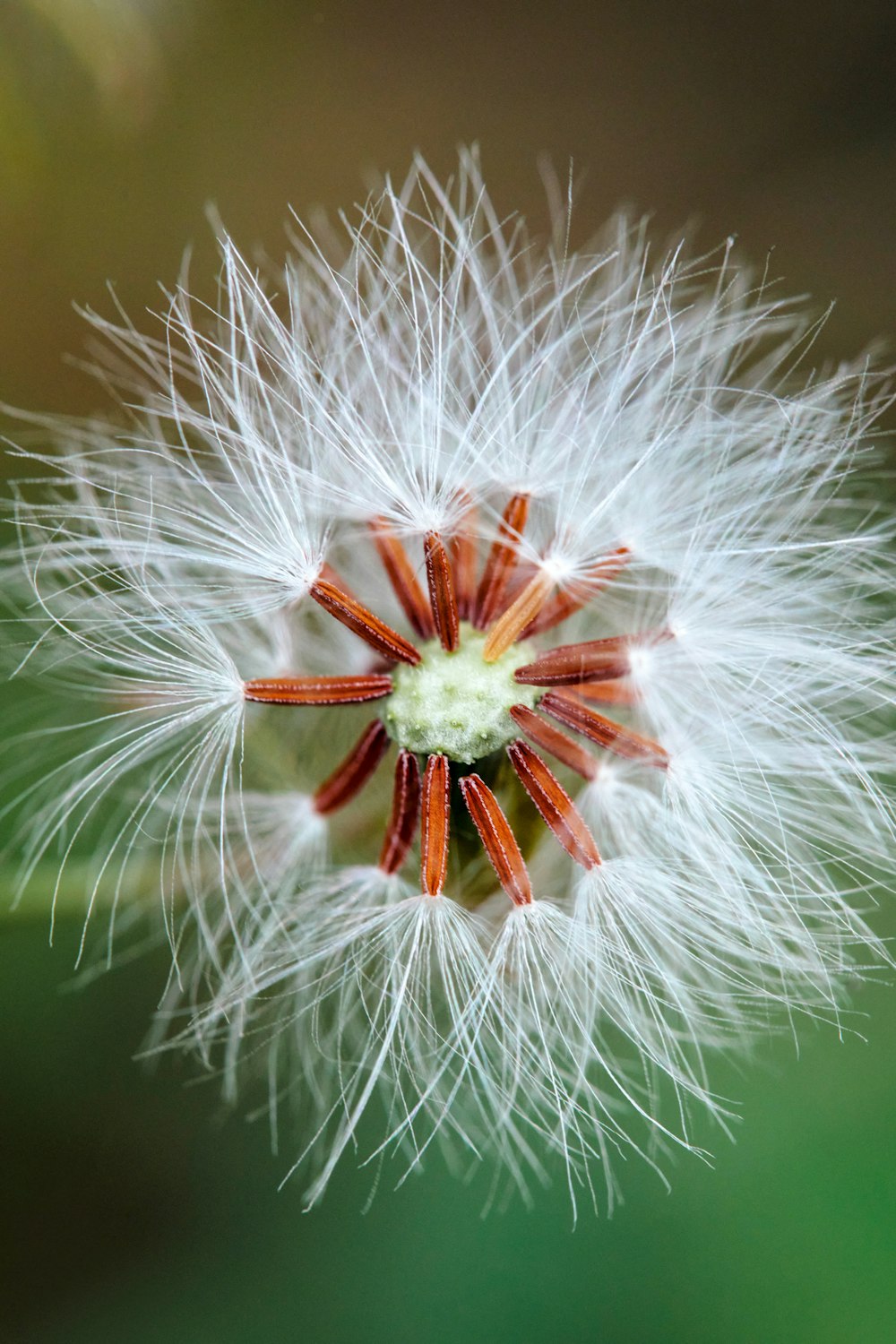 white dandelion in close up photography