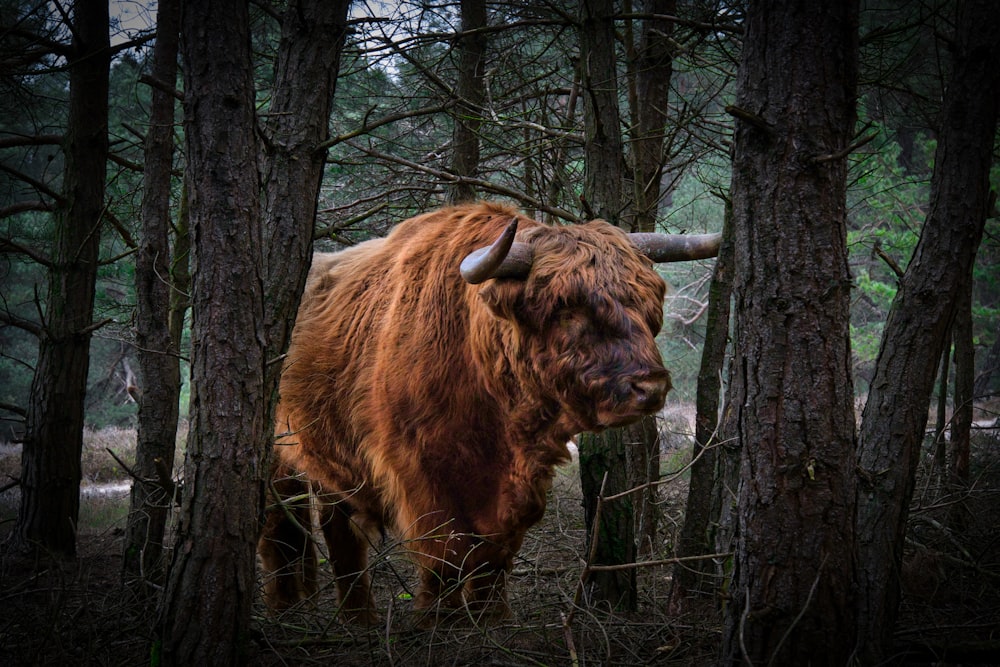 brown yak on brown tree