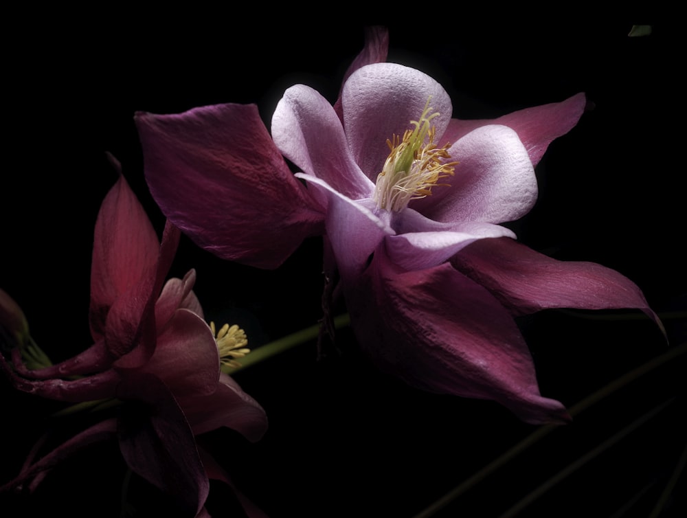 pink and white flower in black background