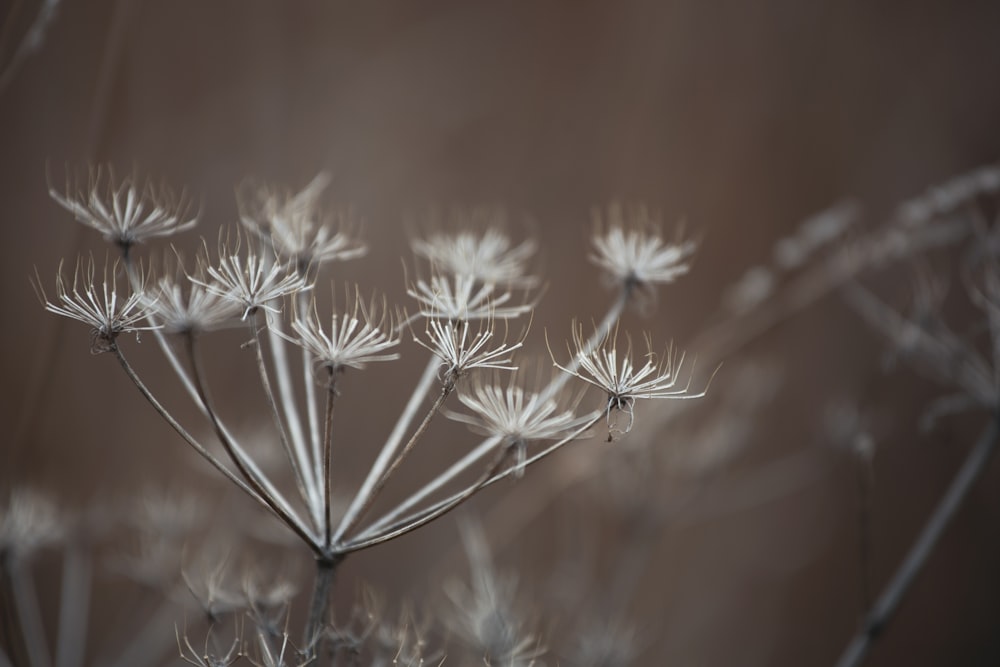 white flower in tilt shift lens