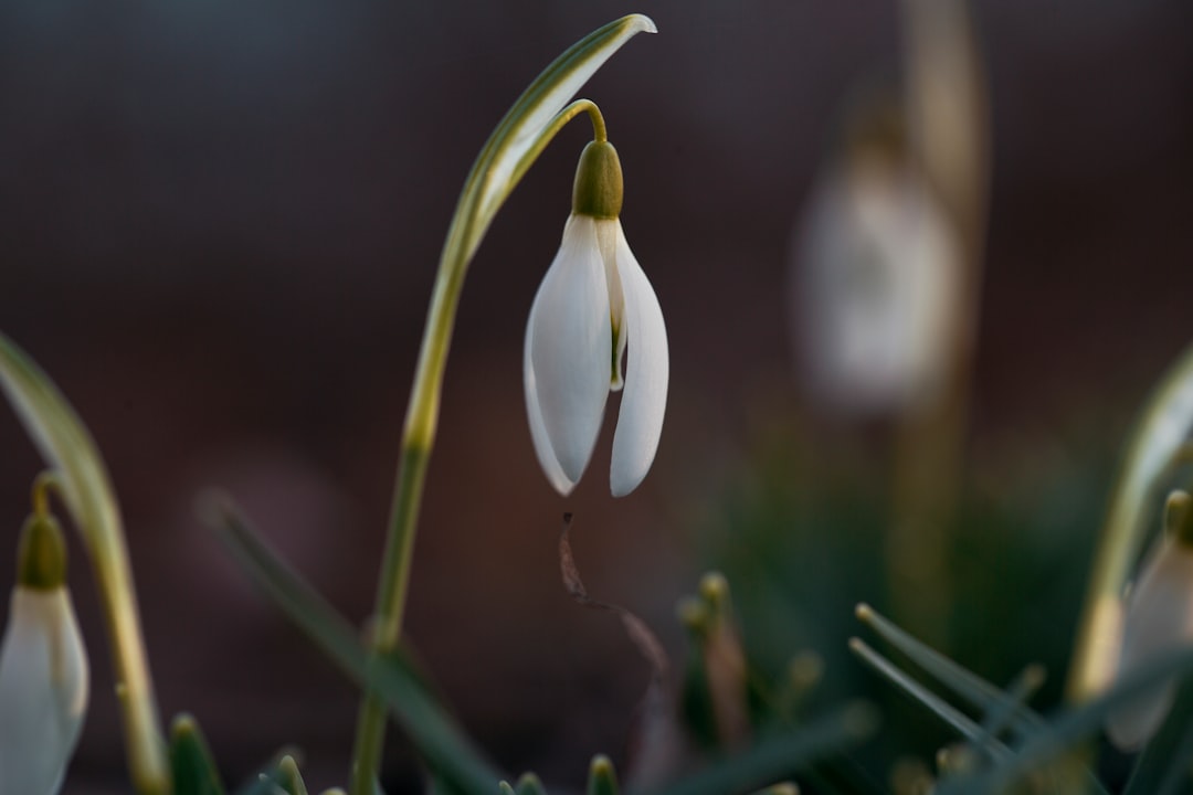 white and green flower bud