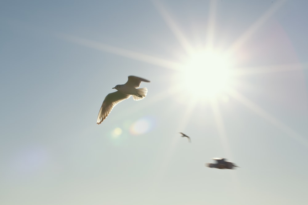 white and black bird flying during daytime