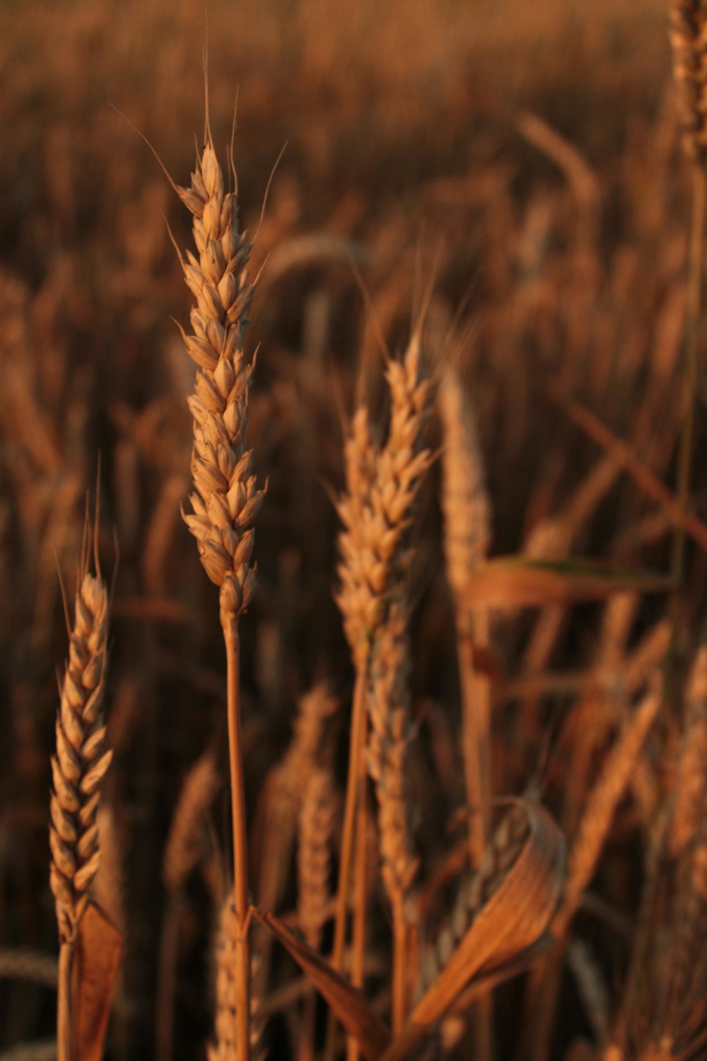 日中の褐色小麦畑