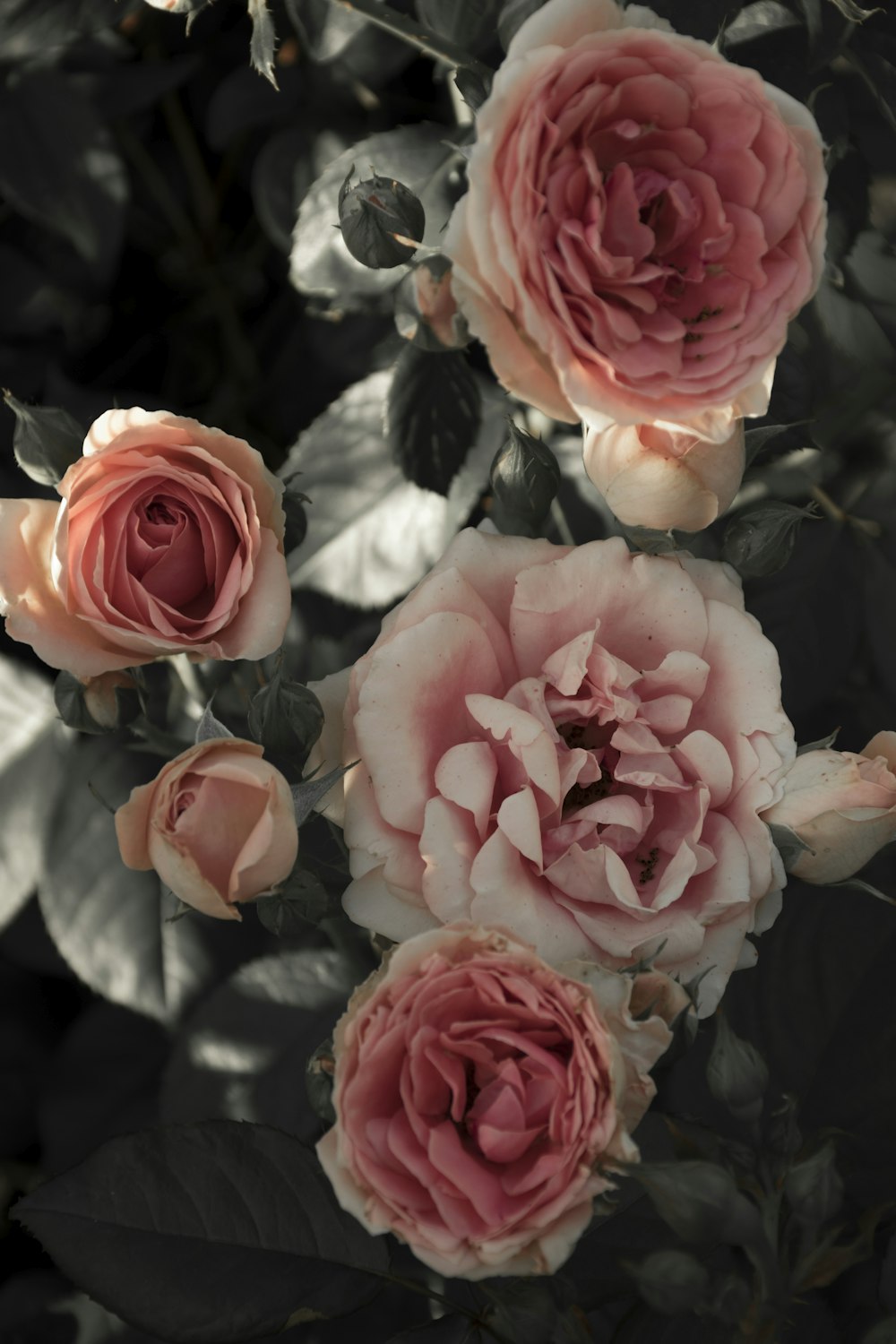 pink roses in close up photography