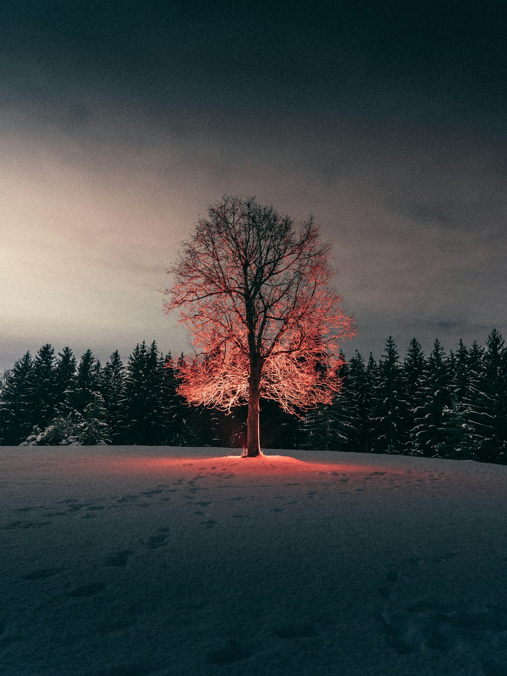 blattloser Baum auf schneebedecktem Boden