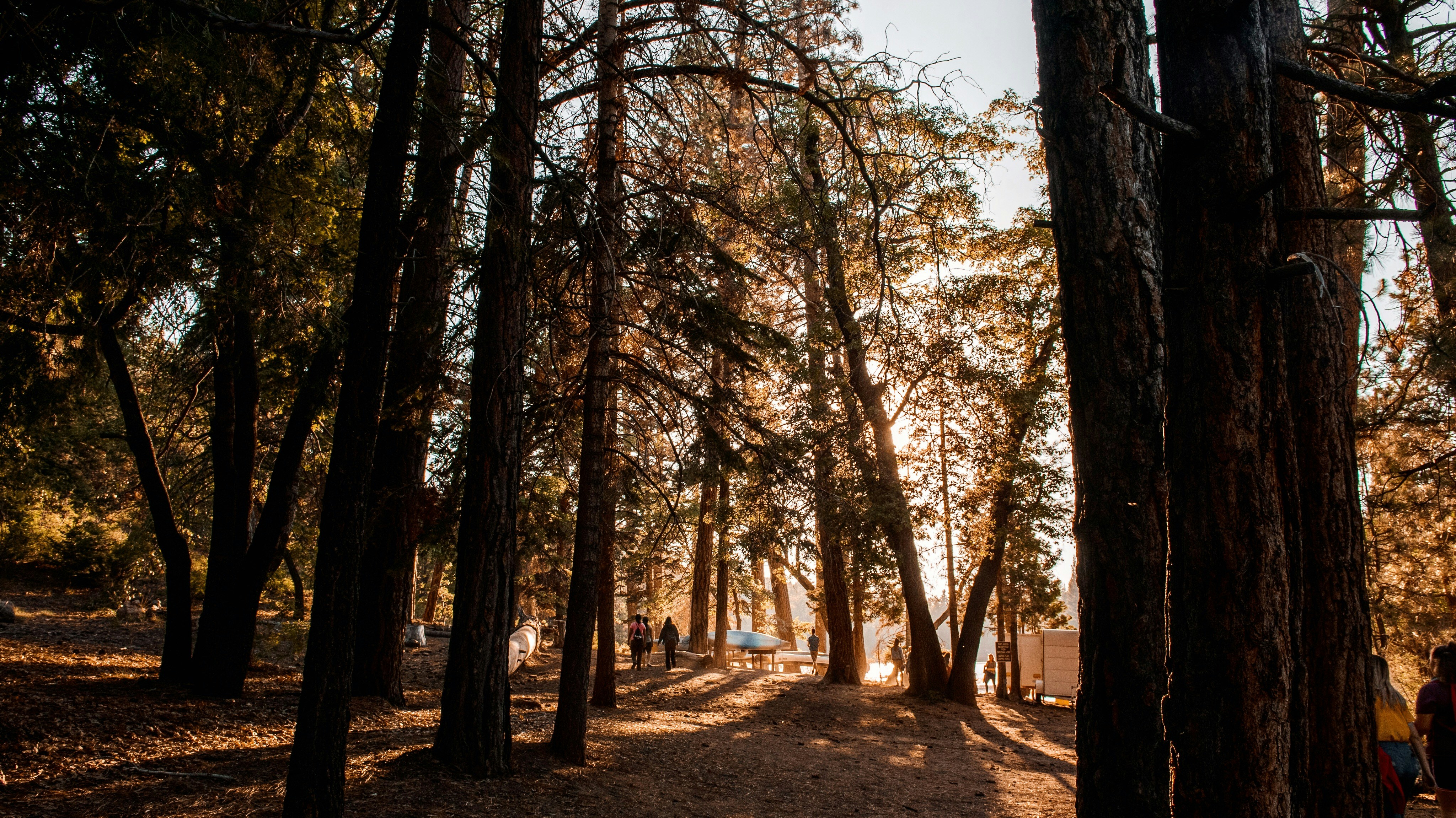 brown trees under blue sky during daytime
