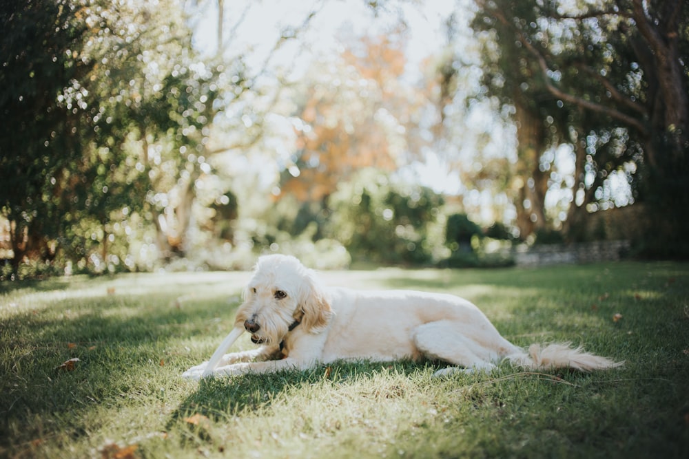 white short coated dog lying on green grass during daytime