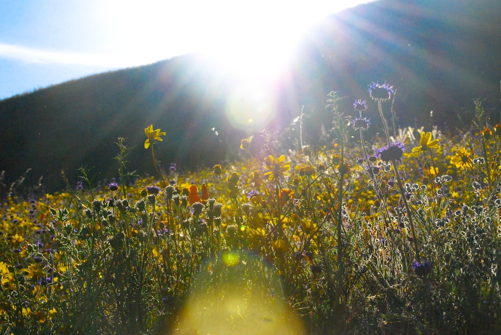 yellow flowers on green grass field during daytime