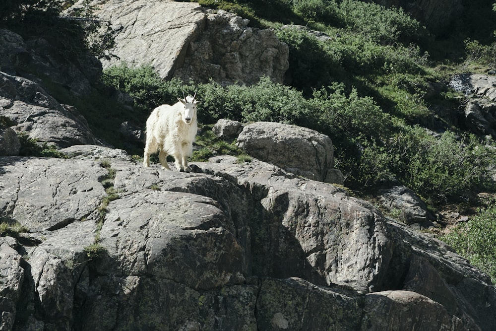 white short coated dog on gray rock