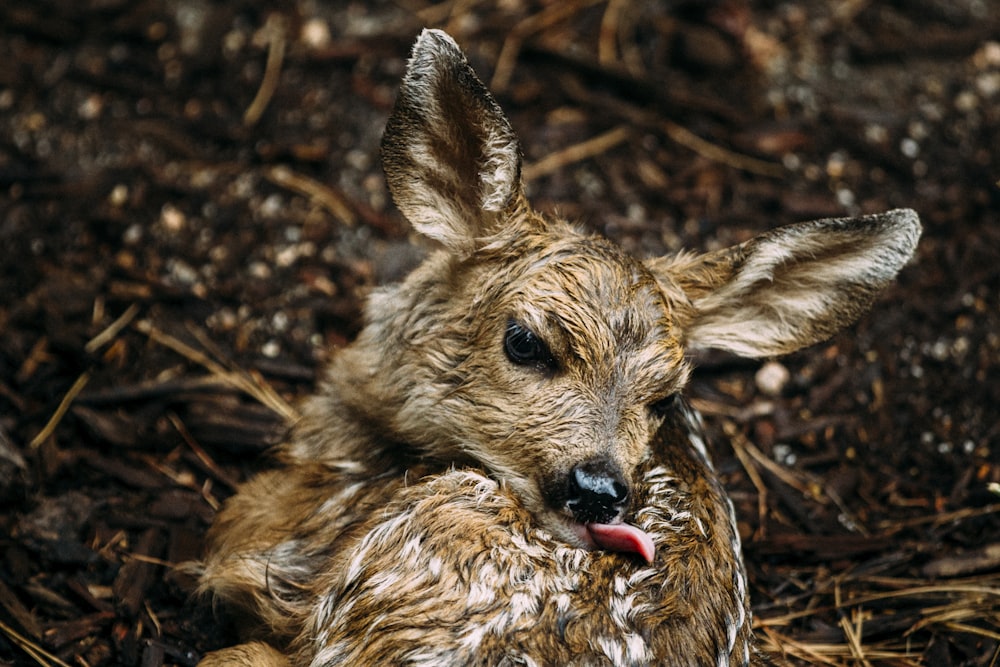 brown deer on brown dried leaves