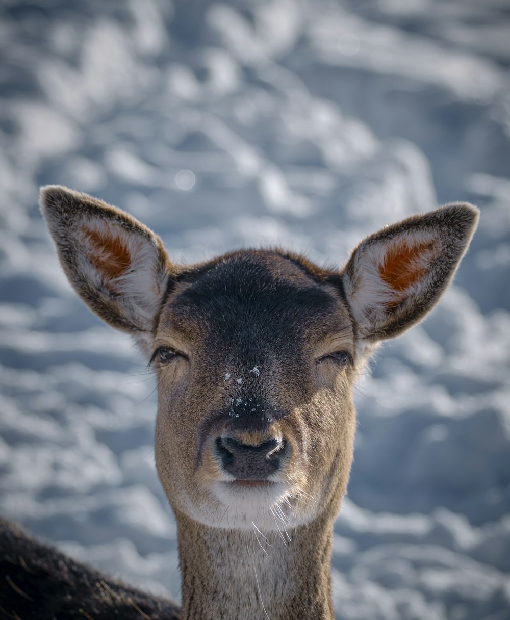 brown deer on snow covered ground during daytime