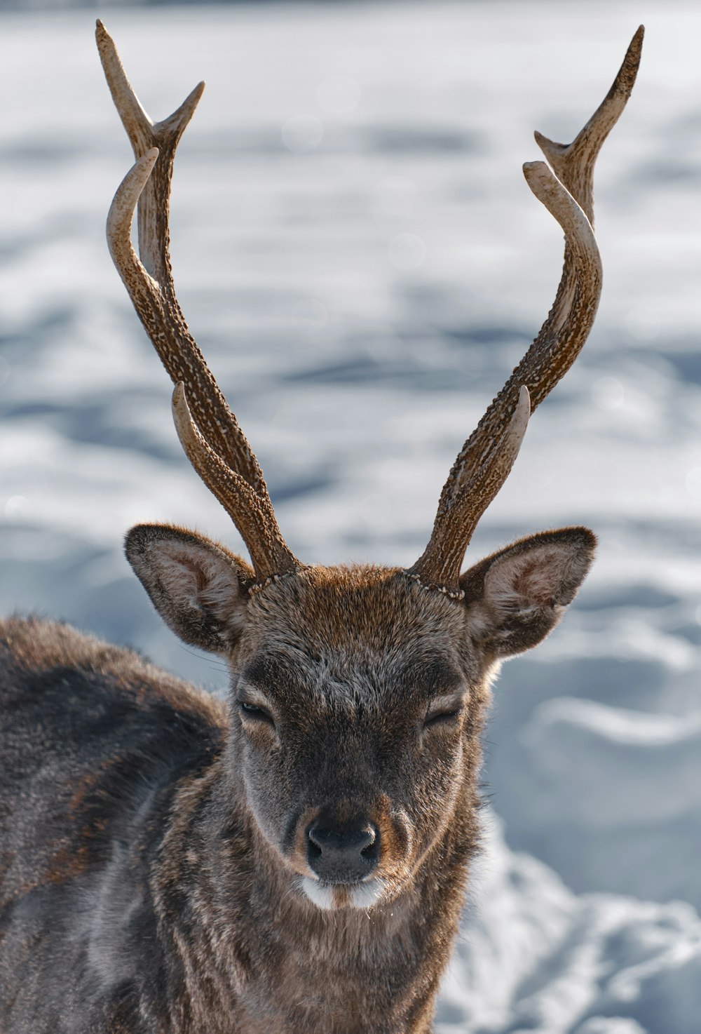 brown deer in close up photography