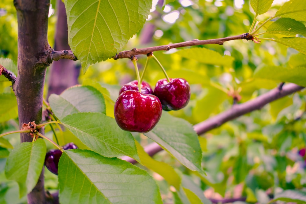 red fruit on green leaves during daytime