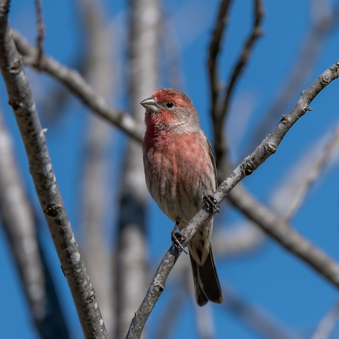 red and brown bird on brown tree branch during daytime