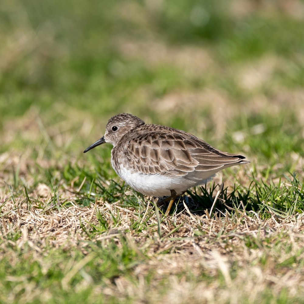 brown and white bird on green grass during daytime