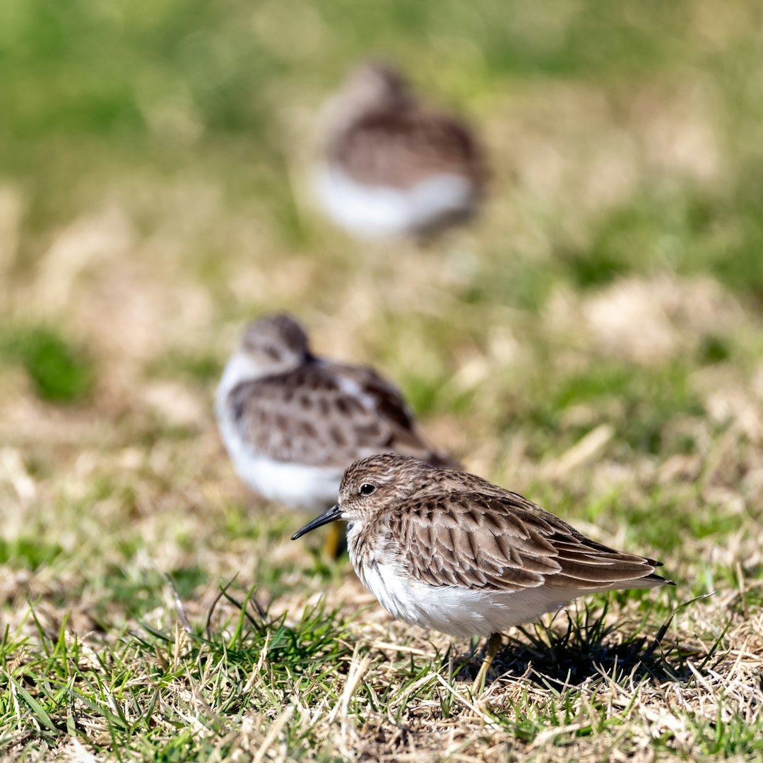 brown and white bird on green grass during daytime